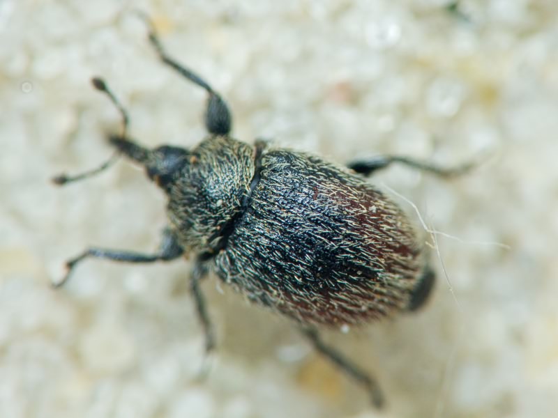 Rhinusa tetra (Fabricius, 1792)